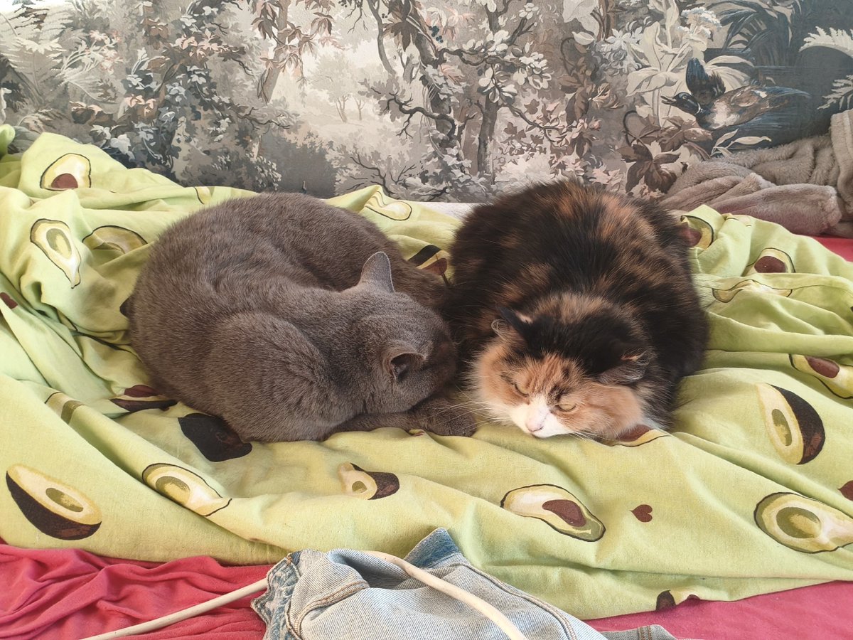 ᵍᵃʸ ivo tweet media