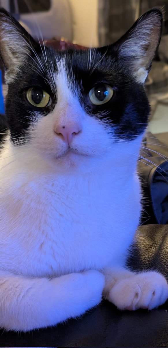 AnonLethal's tweet photo. So I feel shitty after having to say goodbye to my handsome boy Rascal. He developed from fluid build up on his heart and lungs caused by Feline #HCM. It's the most common cause of heart disease in cats. He was undiagnosed and went very suddenly. Please get your cats screened https://t.co/H9ahzPIxwh