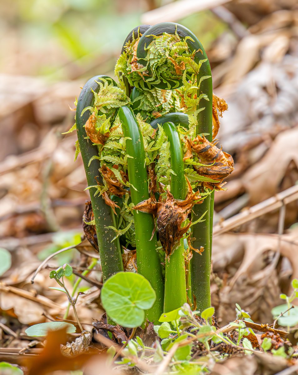 𝓒𝓲𝓮𝓻𝓷𝓲𝓮𝔀𝓼𝓴𝓲 tweet media