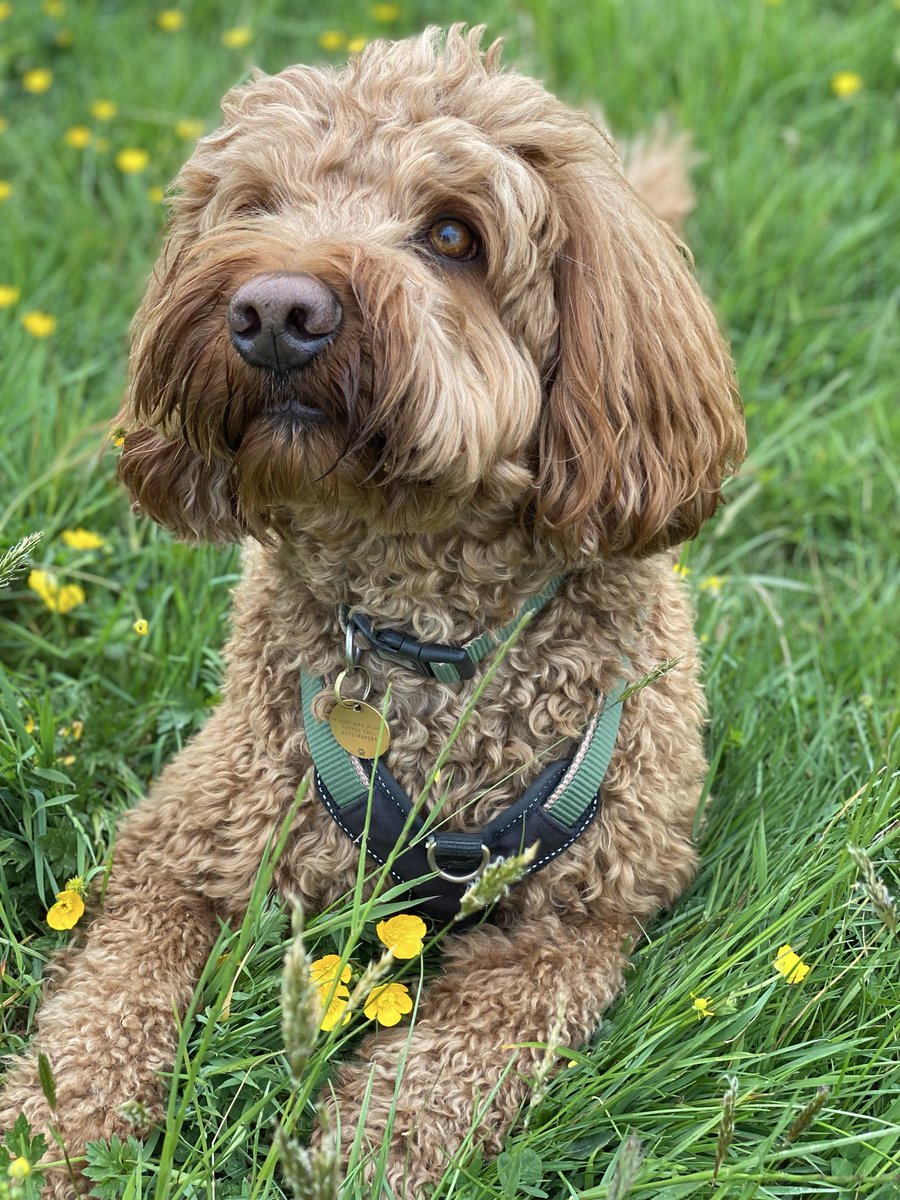 John Mellows tweet media