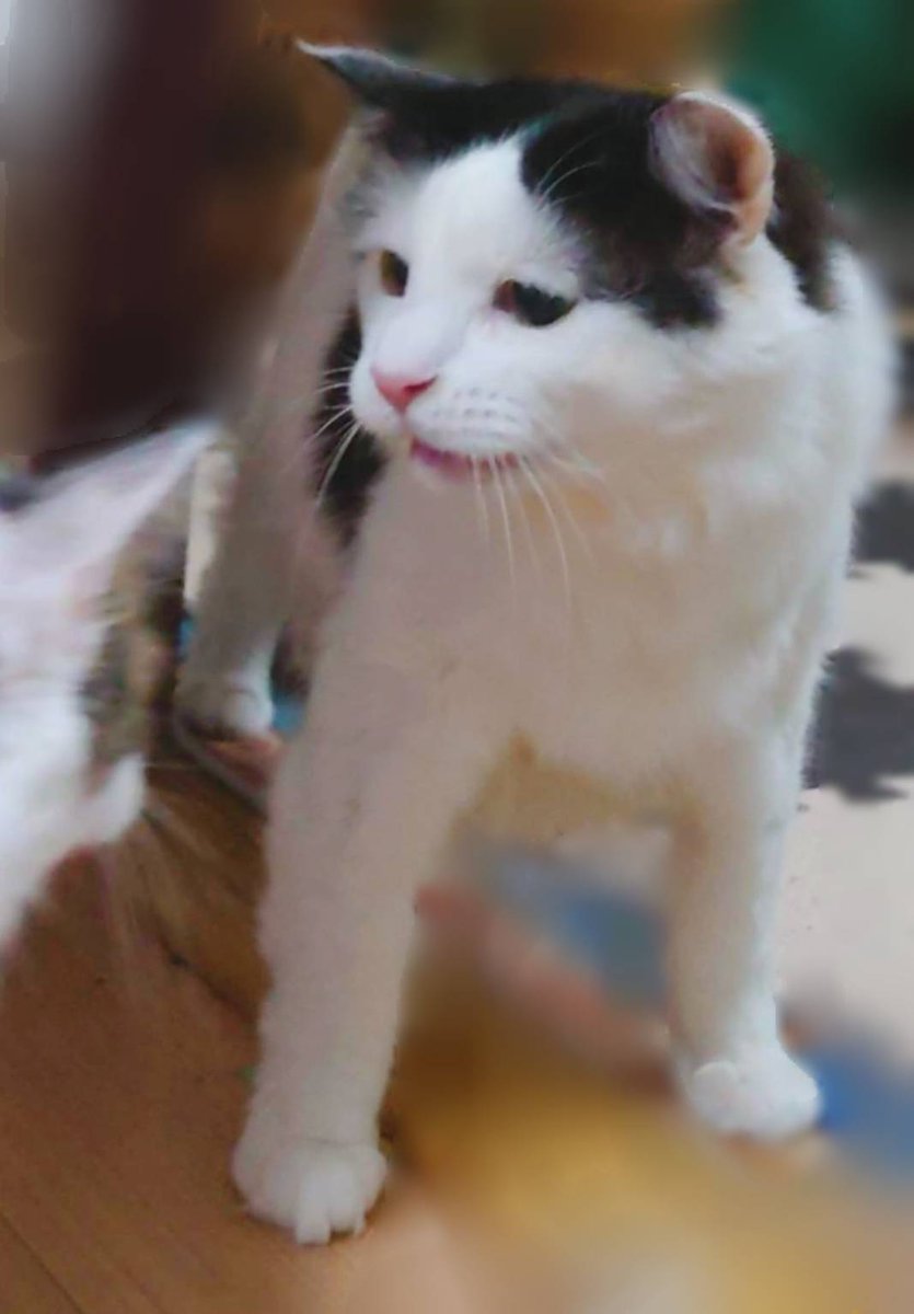 オリオン^ↀᴥↀ^ tweet media