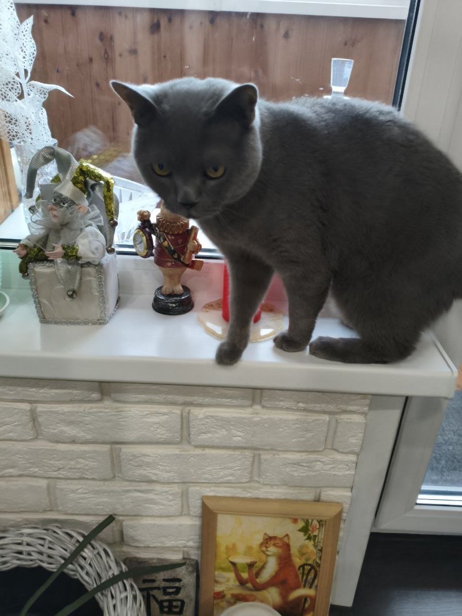 ᵍᵃʸ ivo tweet media