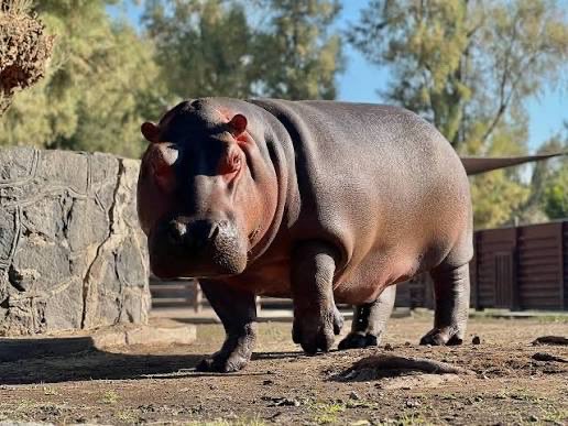 Daniel Muñoz González tweet media