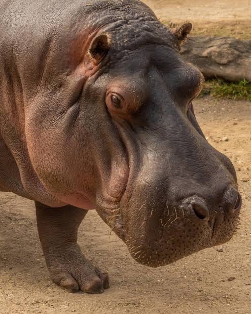 Daniel Muñoz González tweet media