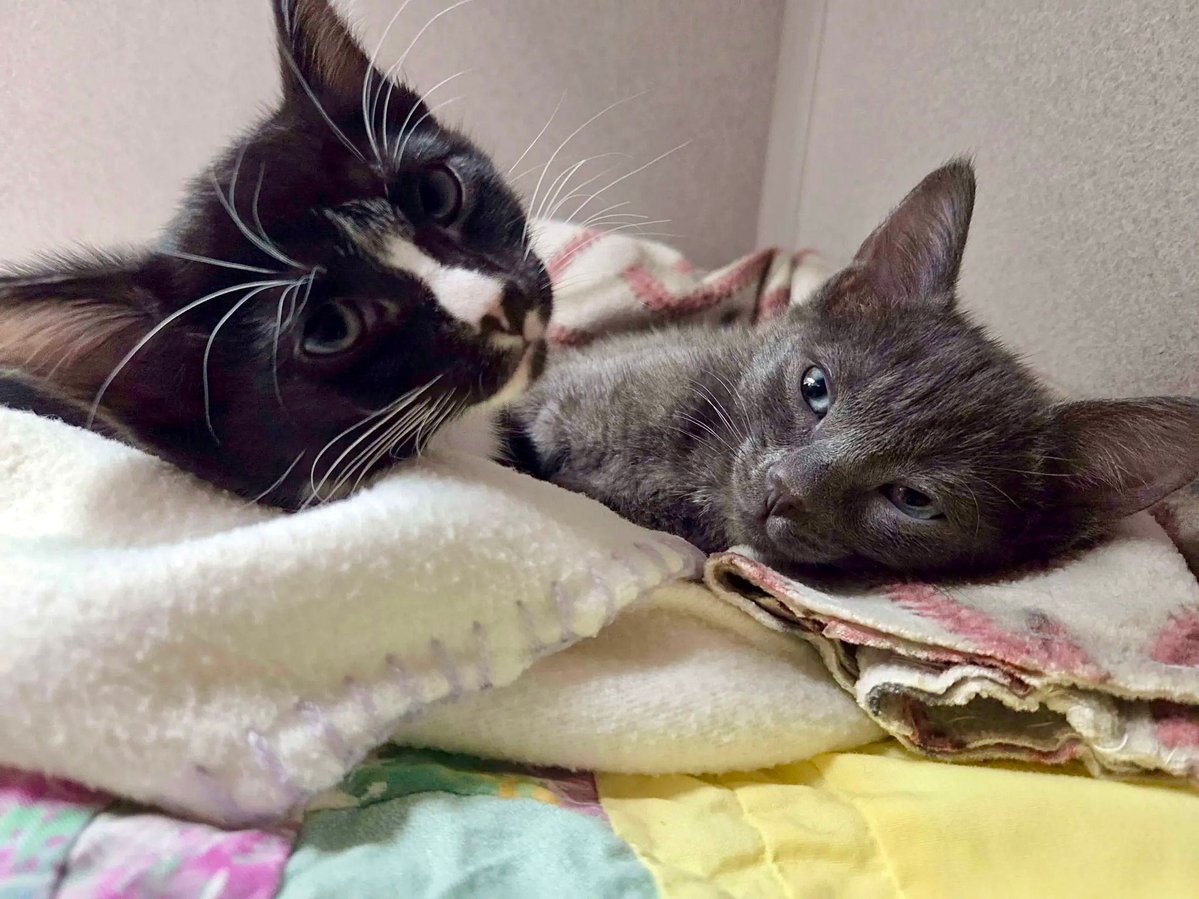 Nebraska Humane Society tweet media