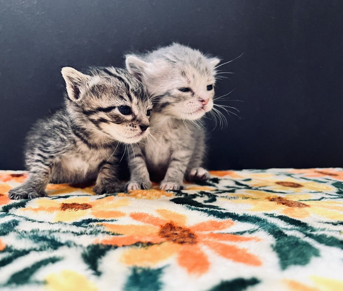 Nebraska Humane Society tweet media