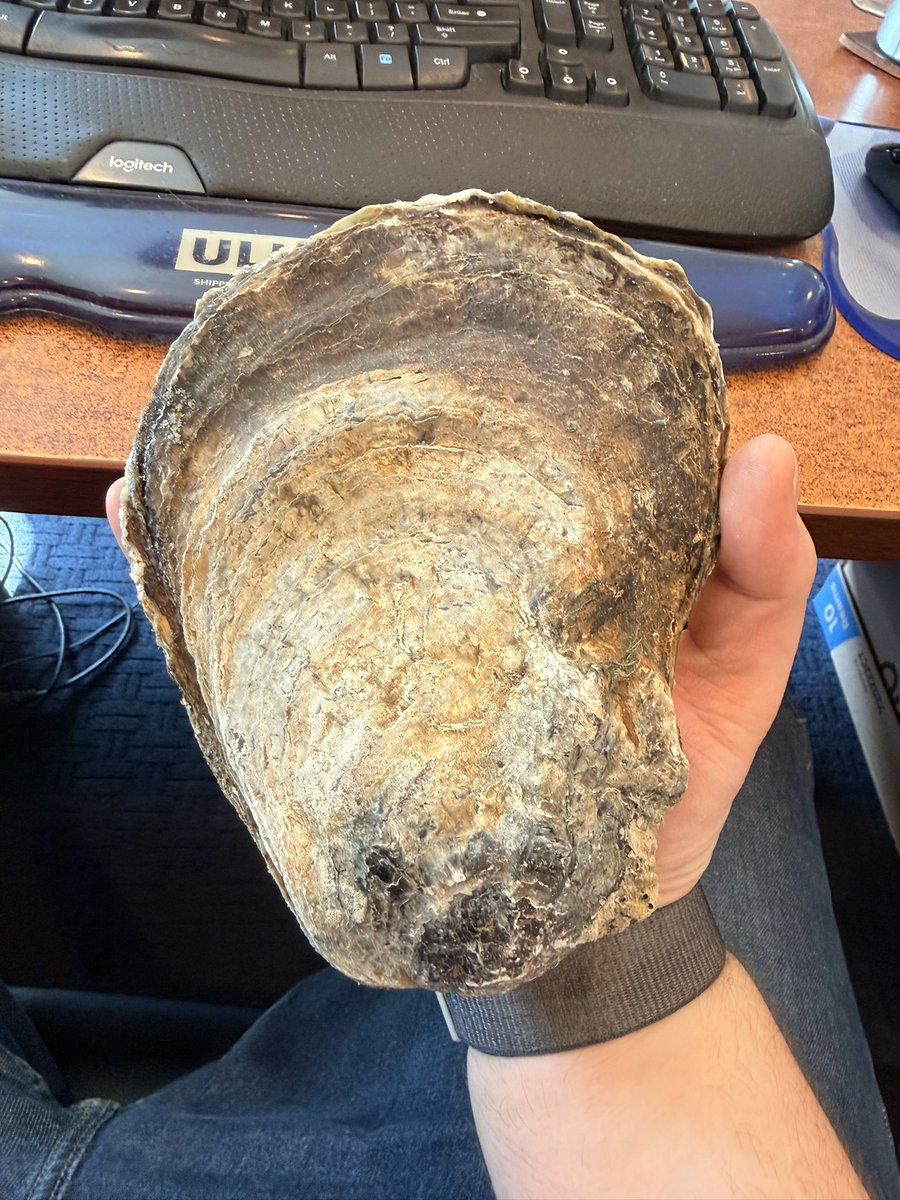 kpaapept3's tweet image. Holy oysters #oysters #bigboy