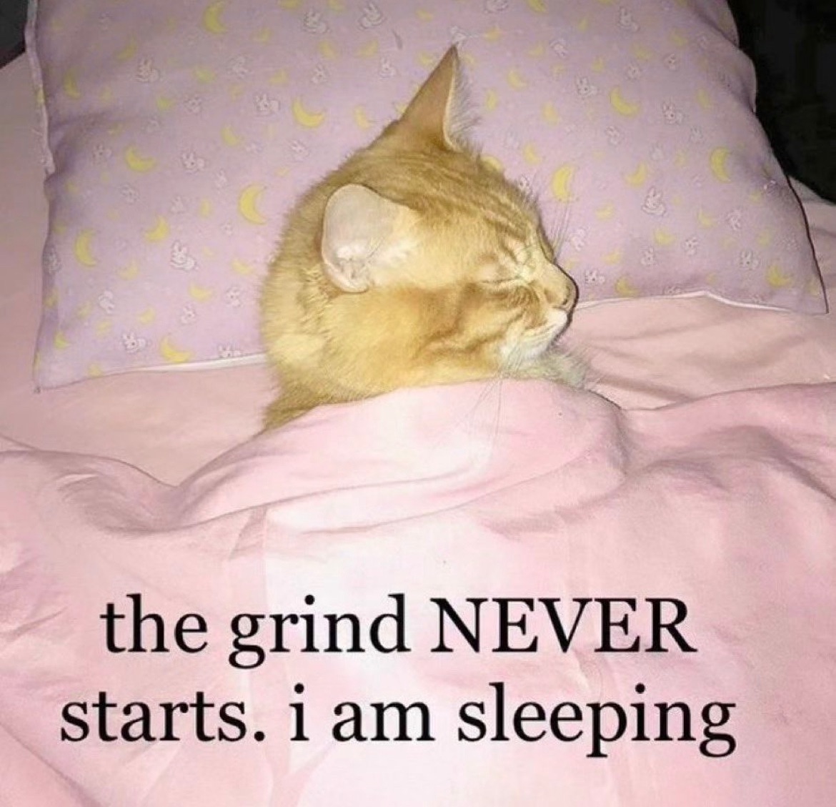 PunchingCat's tweet photo. https://t.co/cDVYw4HCJU