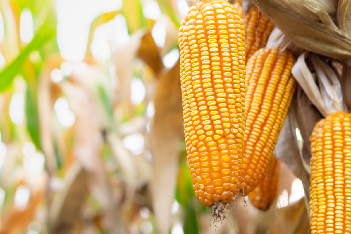 FOSS North America tweet media