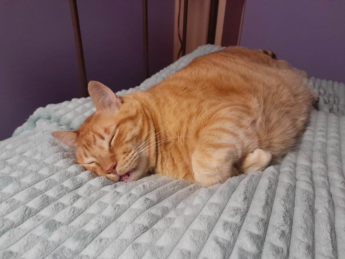 thecatfortress's tweet image. Gordito, the mountain that purrs
#art #cat #petportrait