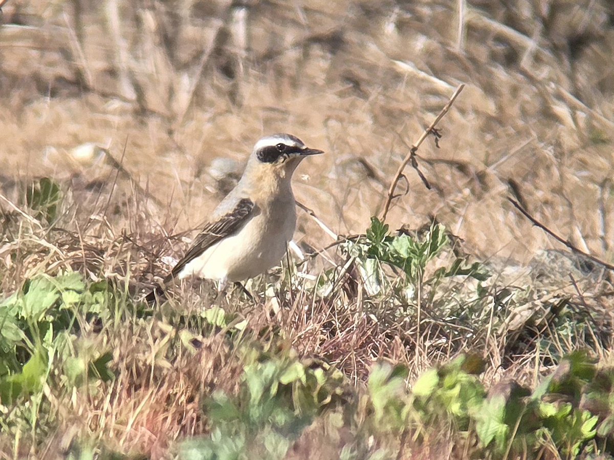 stuartjread's tweet photo. Nice male Wheatear at the disused airfield just NW of Sudbury, Suffolk this afternoon https://t.co/DKRaA6bw8a