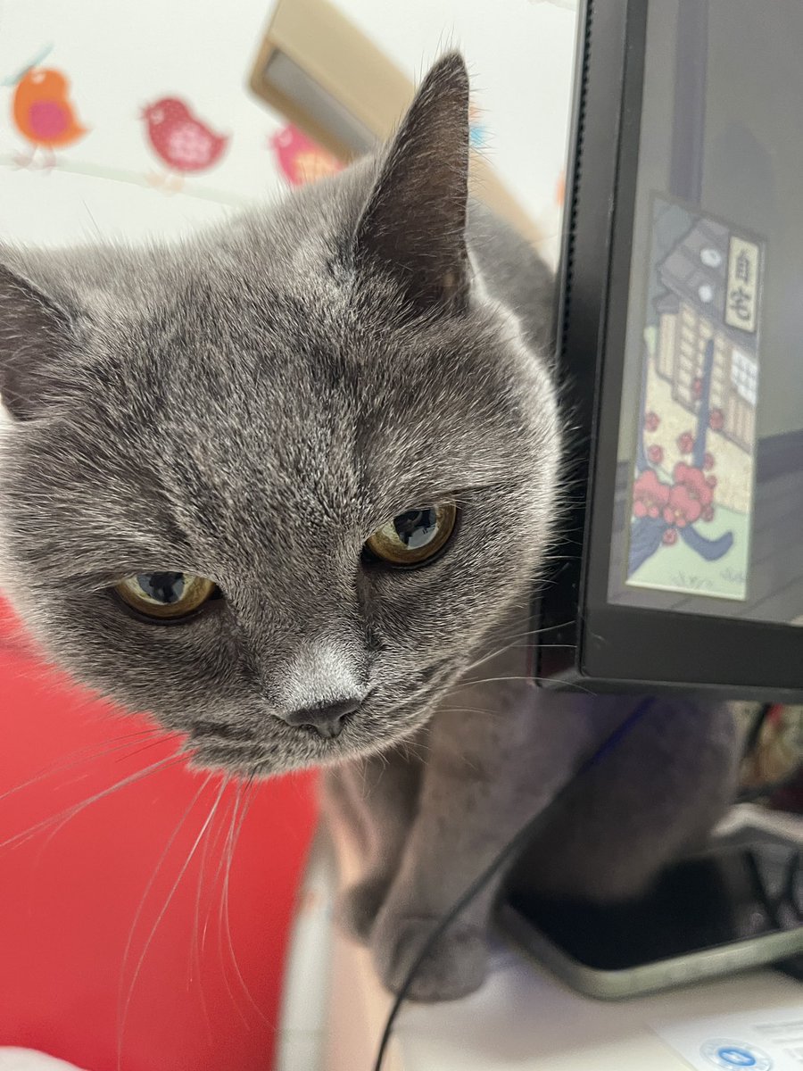 路客大酥🇮🇱🇺🇸🇯🇵 tweet media