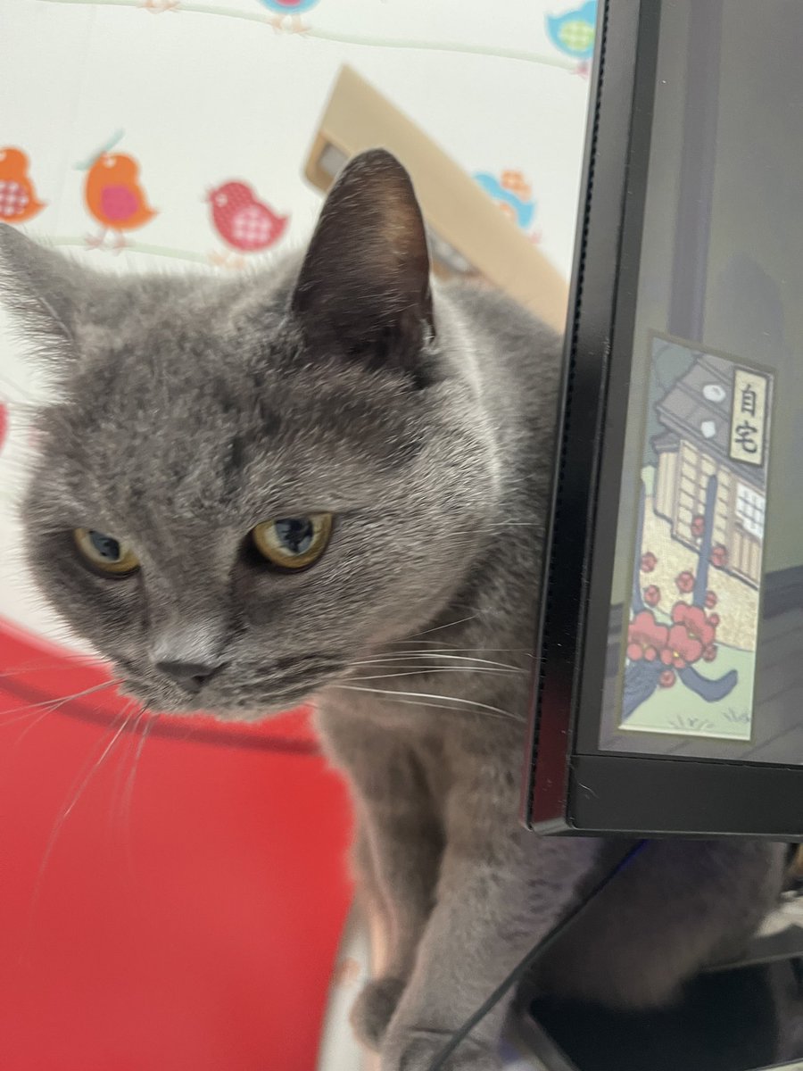 路客大酥🇮🇱🇺🇸🇯🇵 tweet media