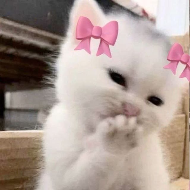 Ai Gehenna! tweet media