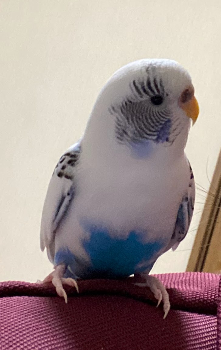セキセイインコ 探し中 tweet media