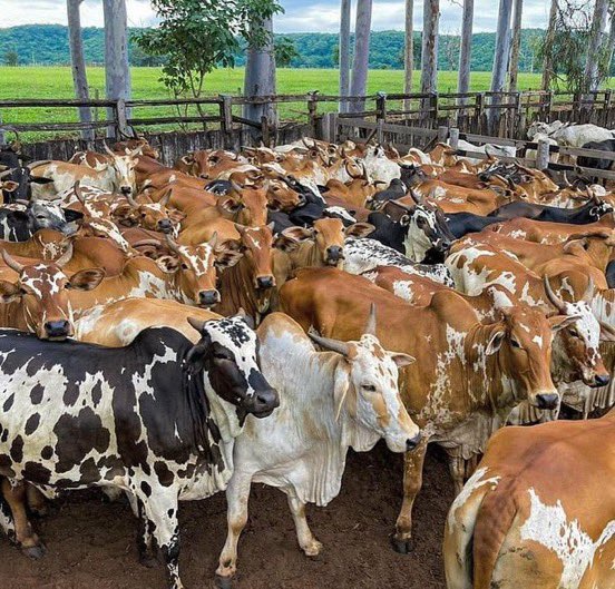 Zoom Afrika tweet media