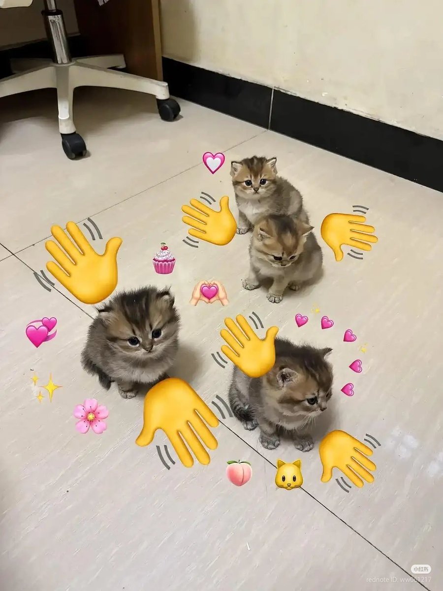 No Context Cats tweet media