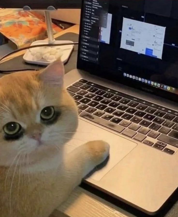 No Context Cats tweet media