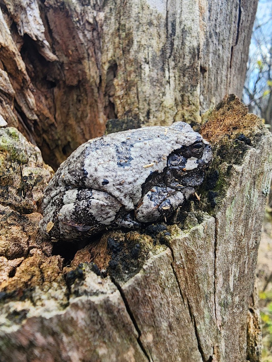 WildlifeofDay's tweet image. Gray tree frog.
(Photo courtesy of Janine Weiner)
#frogs #NaturePhotography #wildlife #nature