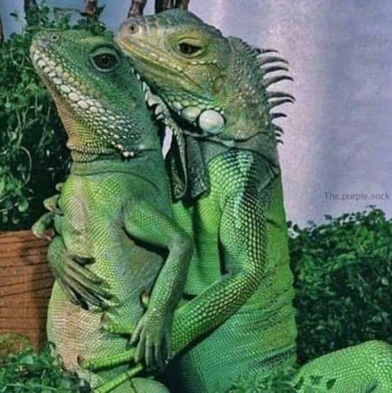 Reb 🍋 tweet media