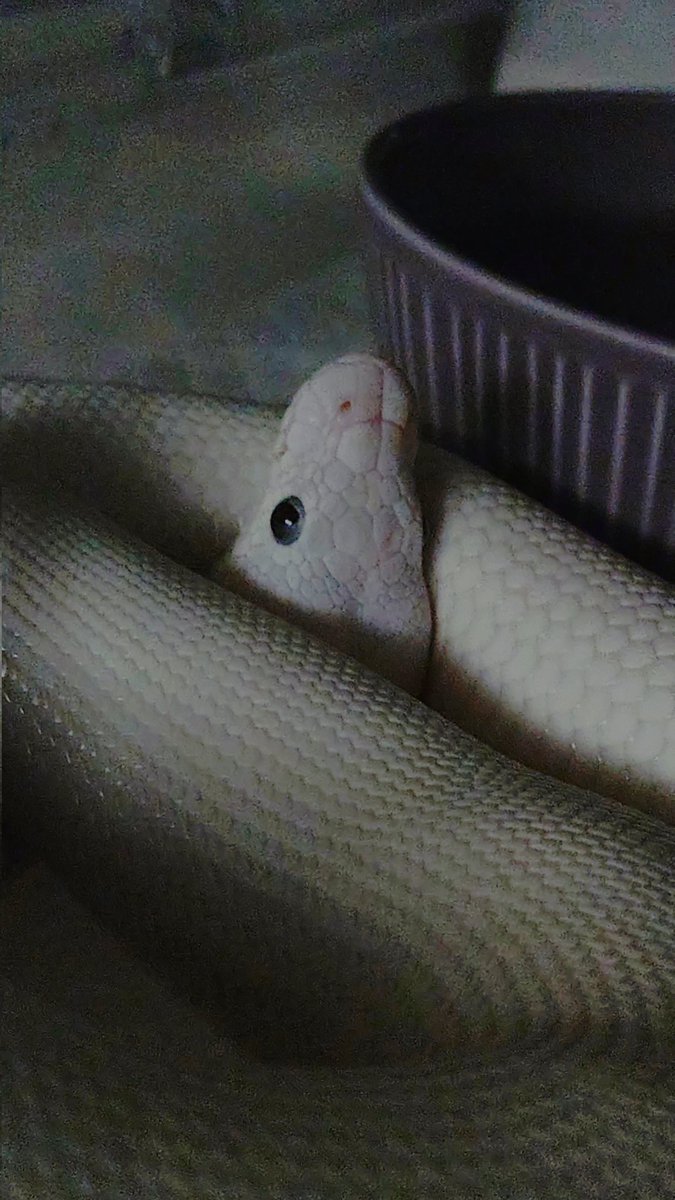 ちゃぼ tweet media