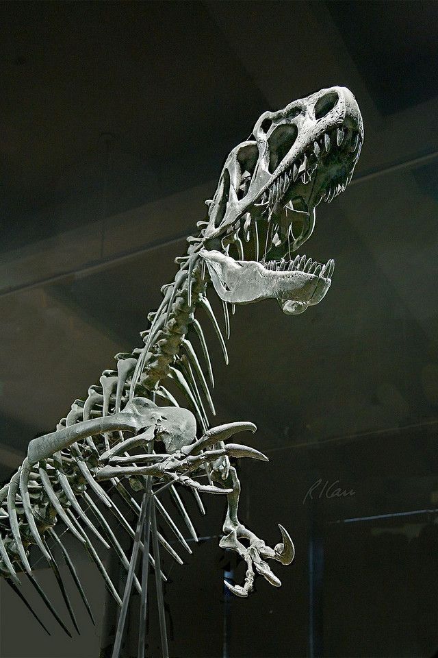 🇻🇪Pingu🇻🇪(COMMISSIONS OPENS) tweet media