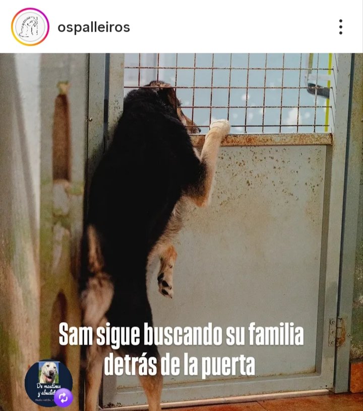 Nuriavg6's tweet image. #AYUDA #Perros #SAM, este perrito espera cada día a que su familiar fallecída venga a por él. Lo adoptó hace 9 años, un perro muy bueno que pide mimos cuando están con él, convive bien con otros perros pero se siente muy triste, solo. #ProtectoraOsPalleiros #Pontevedra 657023831