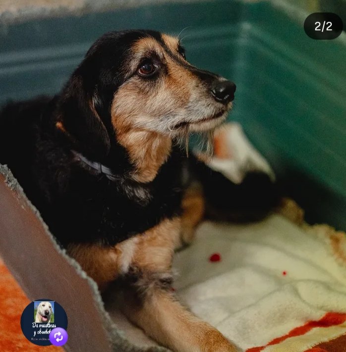 Nuriavg6's tweet image. #AYUDA #Perros #SAM, este perrito espera cada día a que su familiar fallecída venga a por él. Lo adoptó hace 9 años, un perro muy bueno que pide mimos cuando están con él, convive bien con otros perros pero se siente muy triste, solo. #ProtectoraOsPalleiros #Pontevedra 657023831