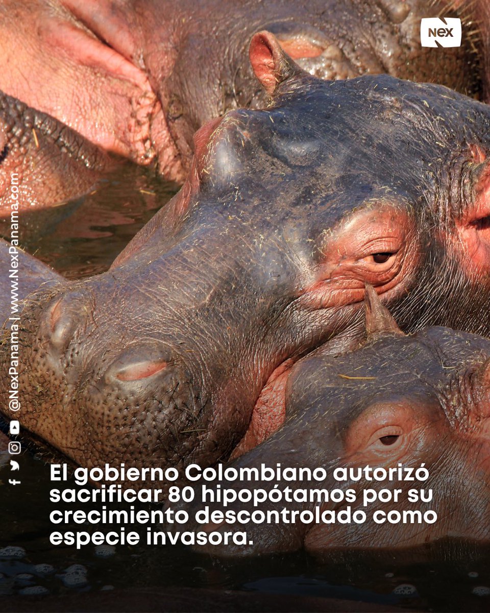 NEX Panama tweet media