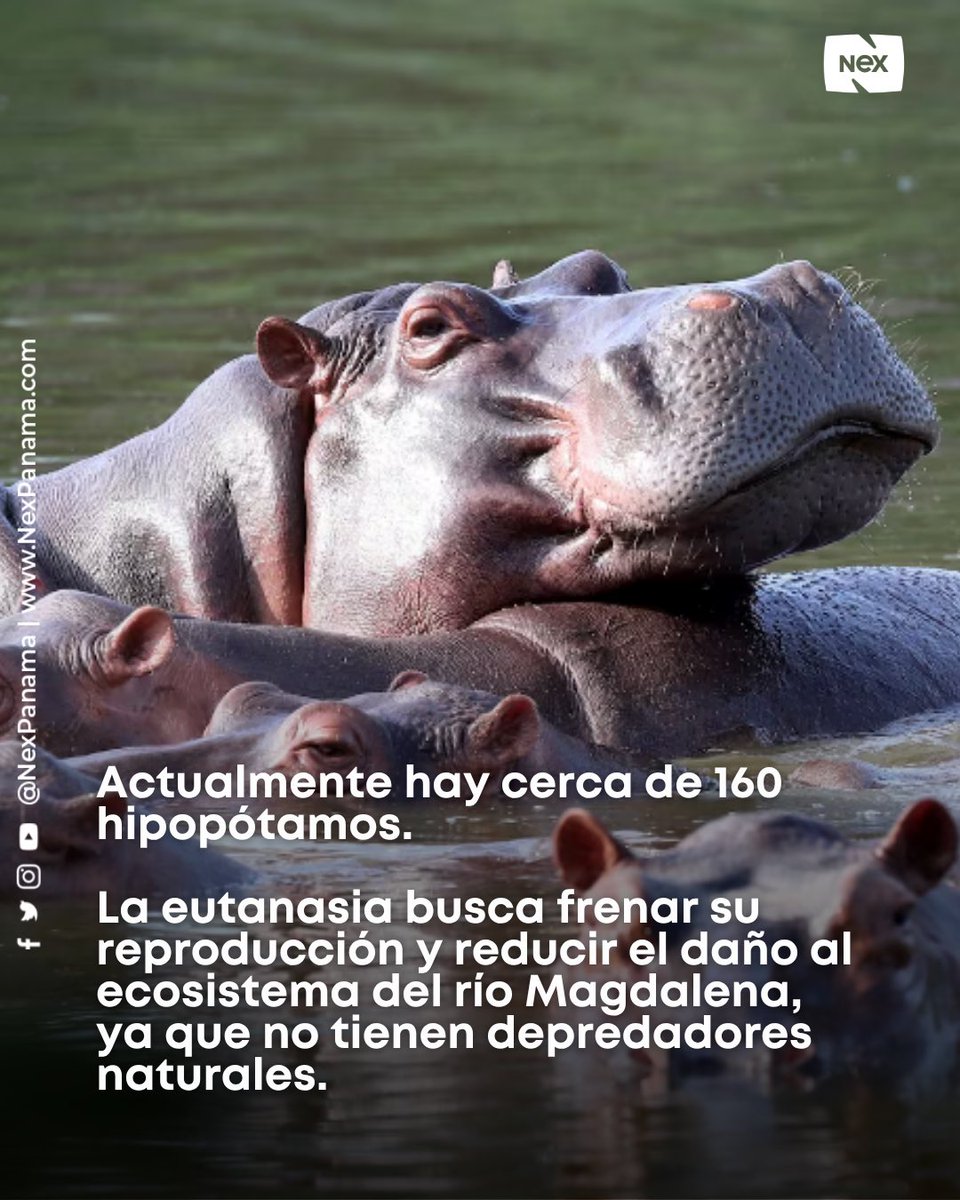 NEX Panama tweet media