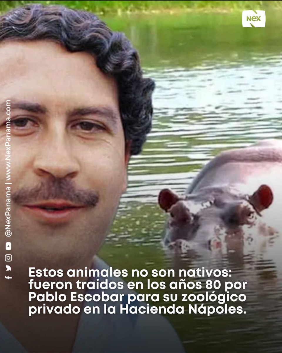 NEX Panama tweet media