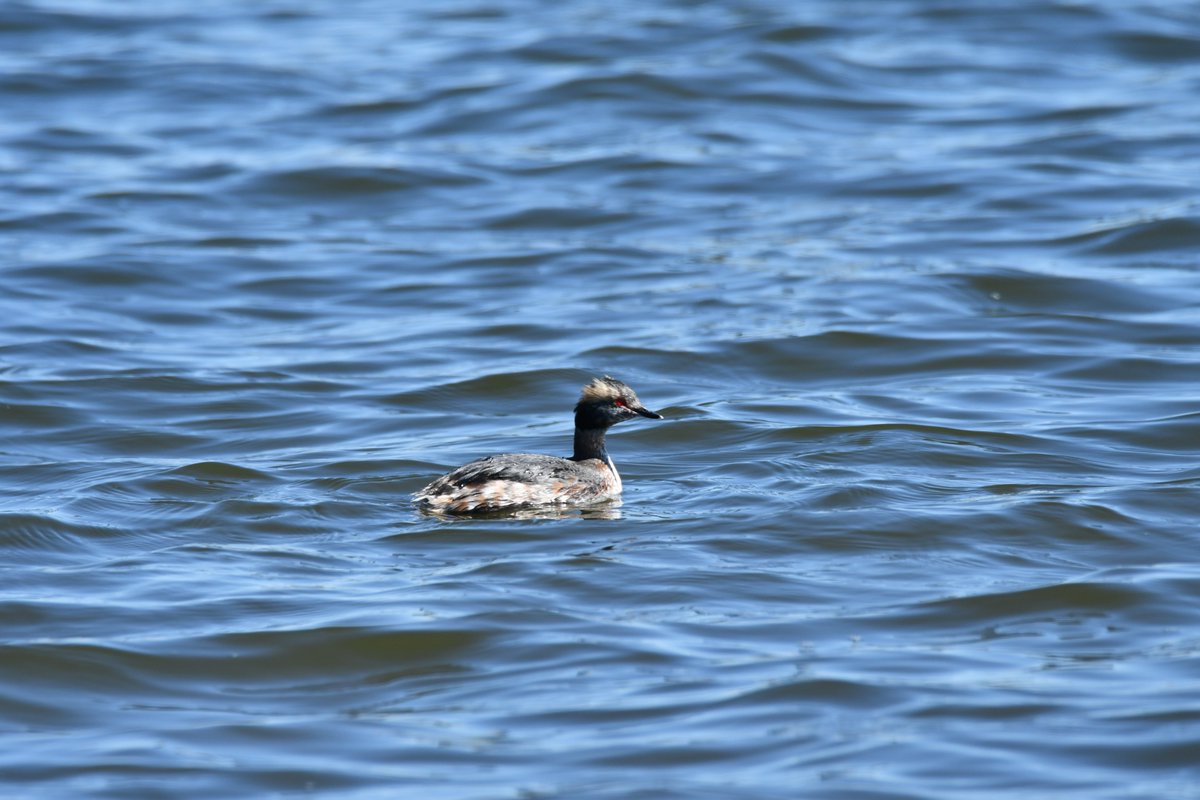 WildlifeofDay's tweet image. Horned grebe.
(Photo by Anthony Schalk)
#birds #ducks #NaturePhotography #wildlife #nature