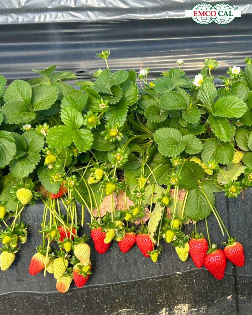 EMCO CAL tweet media