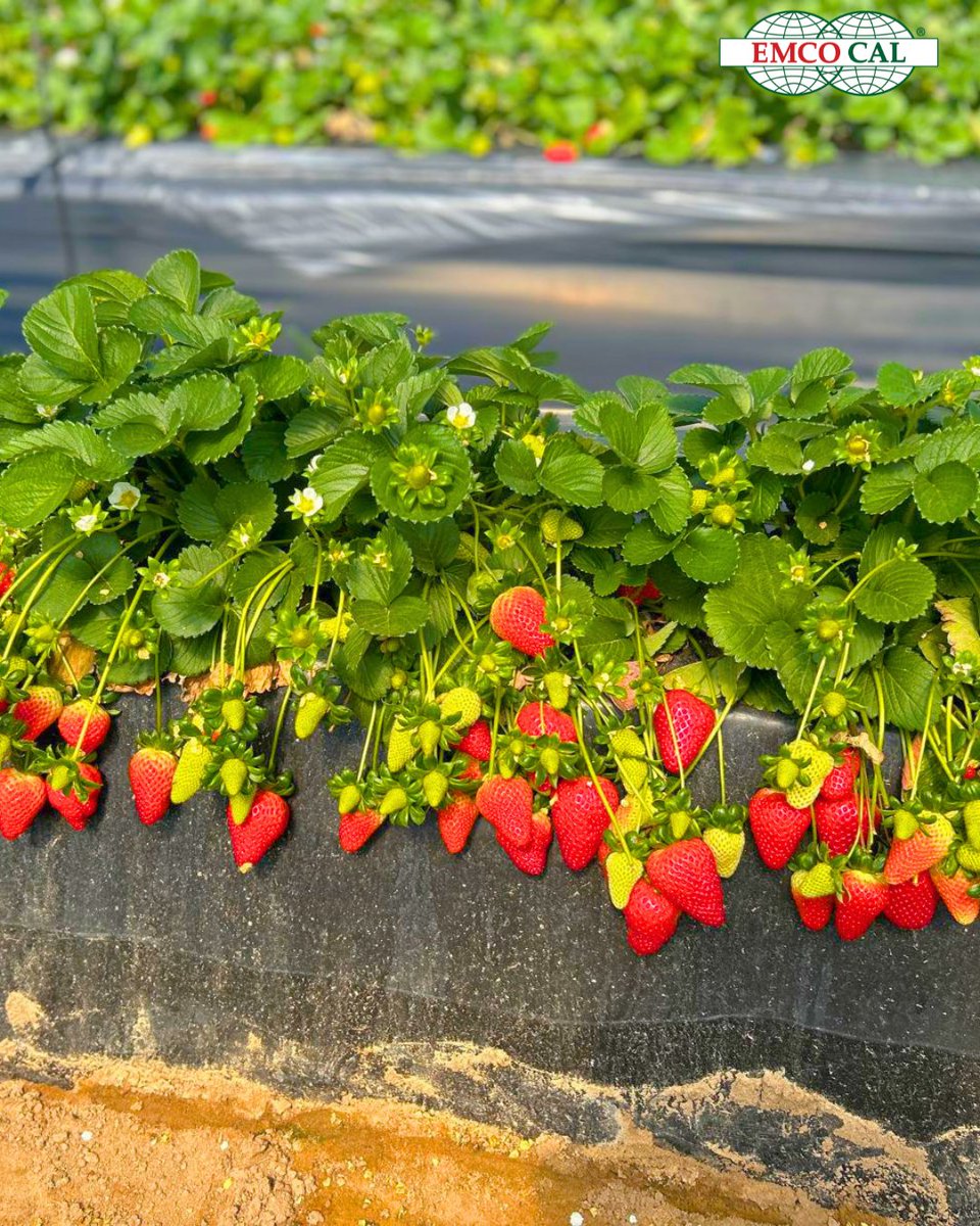 EMCO CAL tweet media