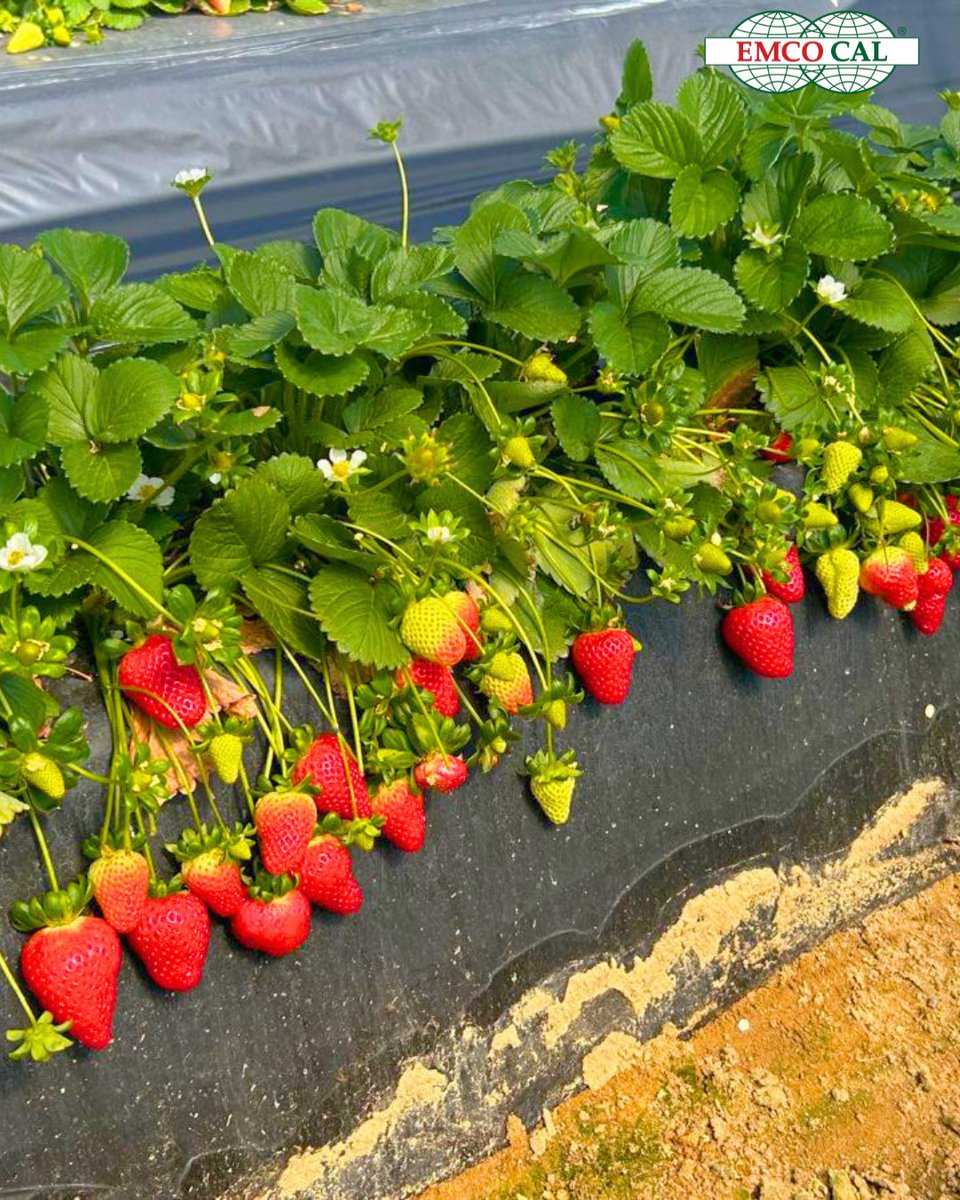 EMCO CAL tweet media