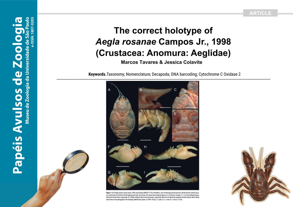PAZ_journal's tweet photo. New article! 🔬🦀

A reexamination of the type material of Aegla rosanae, refining its interpretation and clarifying key taxonomic aspects based on the original specimens.

🔗 https://t.co/OPyEbgYIZT https://t.co/MBCE0F8ihu