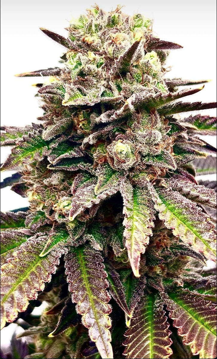 Grow Barato | GB The Green Brand tweet media