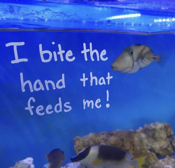 I bite the hand that feeds me!!!