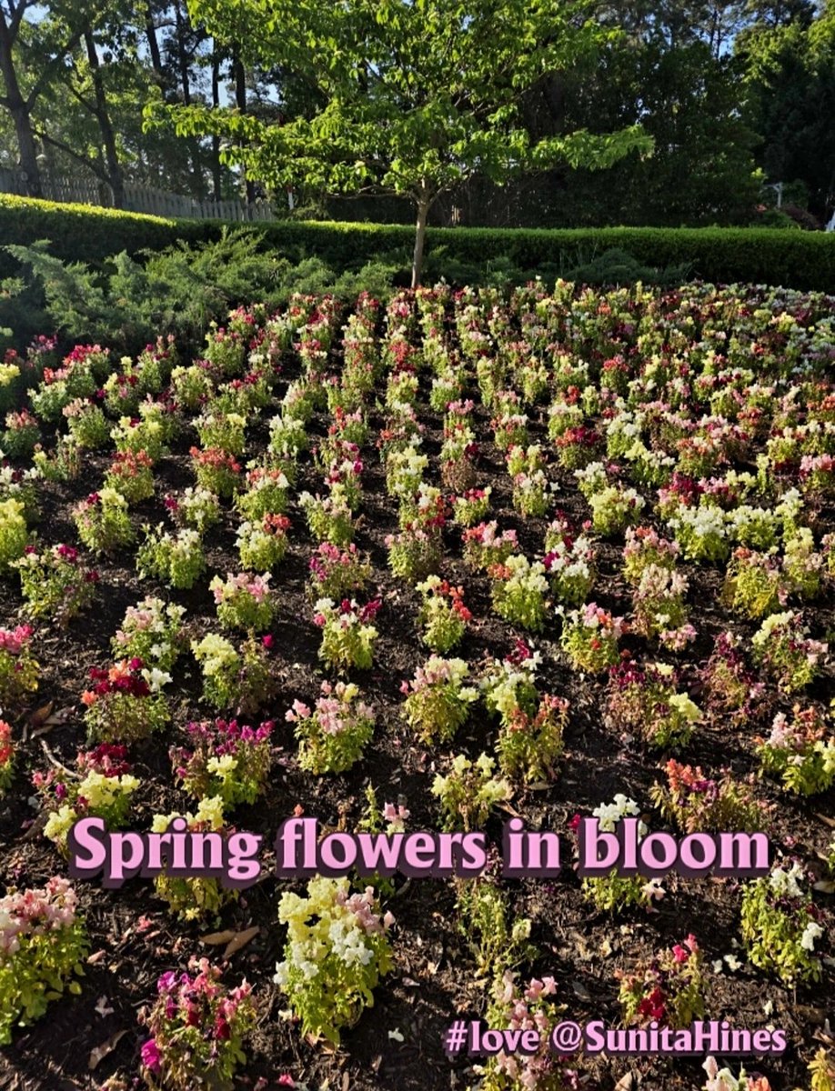 SunitaHines's tweet image. 💙 Spring flowers in bloom! 💙

God's creation is beautiful.
He is the creator and sustainer over all His creation.
#blessed #day #spring #flowers
