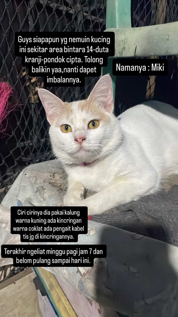 SakuntalaLan's tweet photo. X do your magic ! ✨

Kucing aku hilang dari hari minggu pagi tanggal 12 april kemarin,sampai hari ini belom pulang juga udh cari kemanapun. Mohon doa sama bantuannya yaaa. https://t.co/WtsVwGYAaT