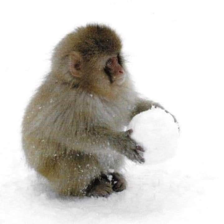 Out Of Context Monkeys tweet media