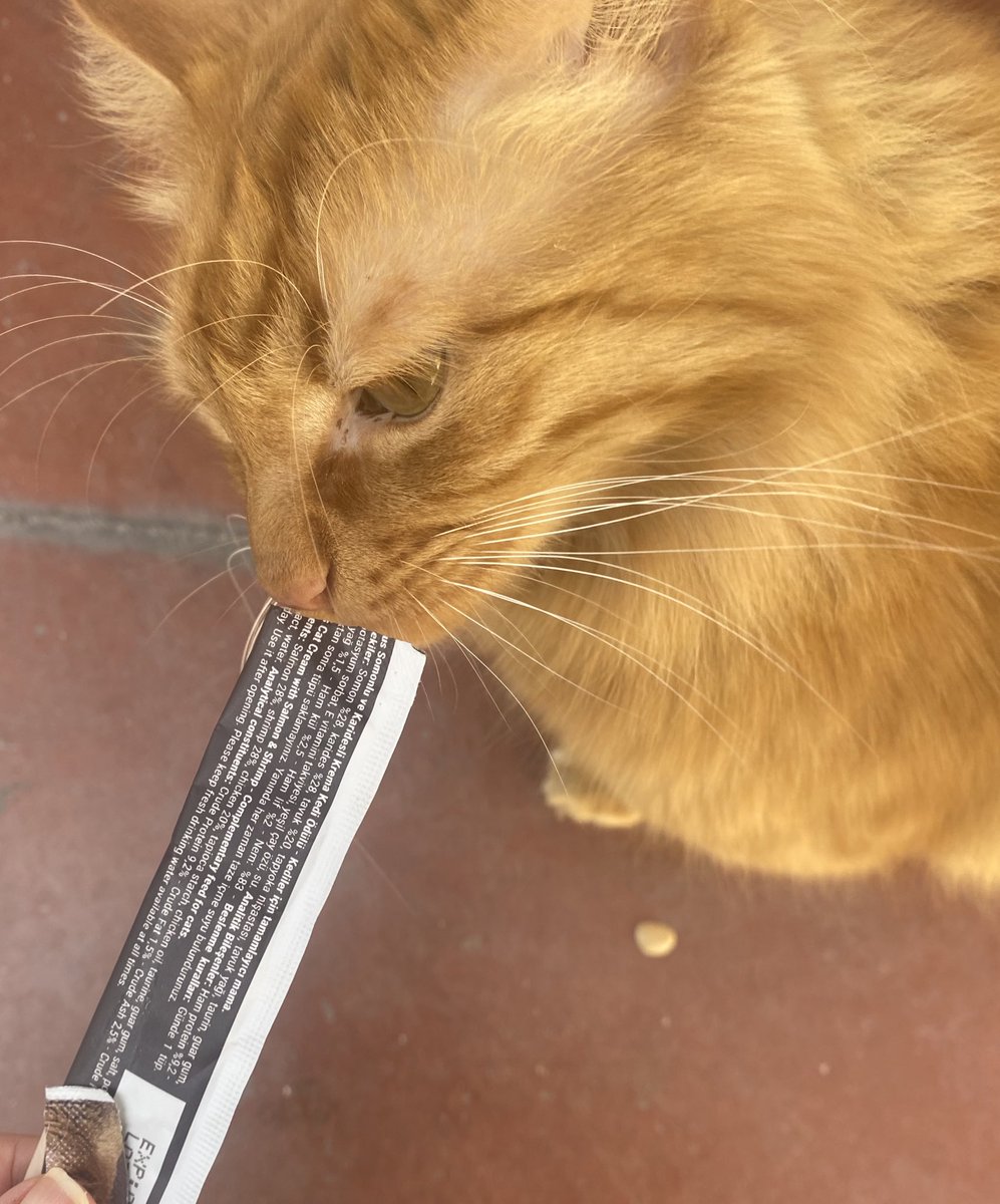 bunnycan tweet media