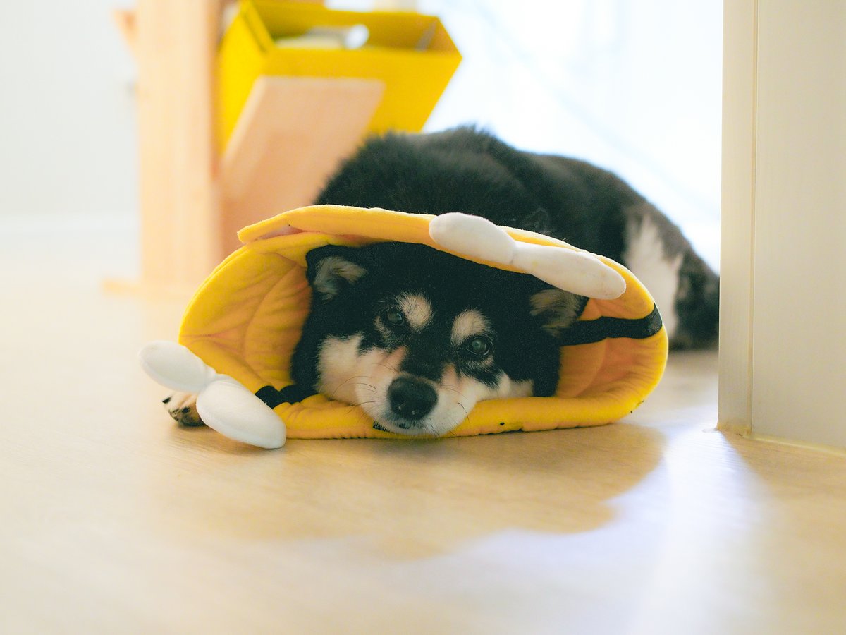 차오 tweet media