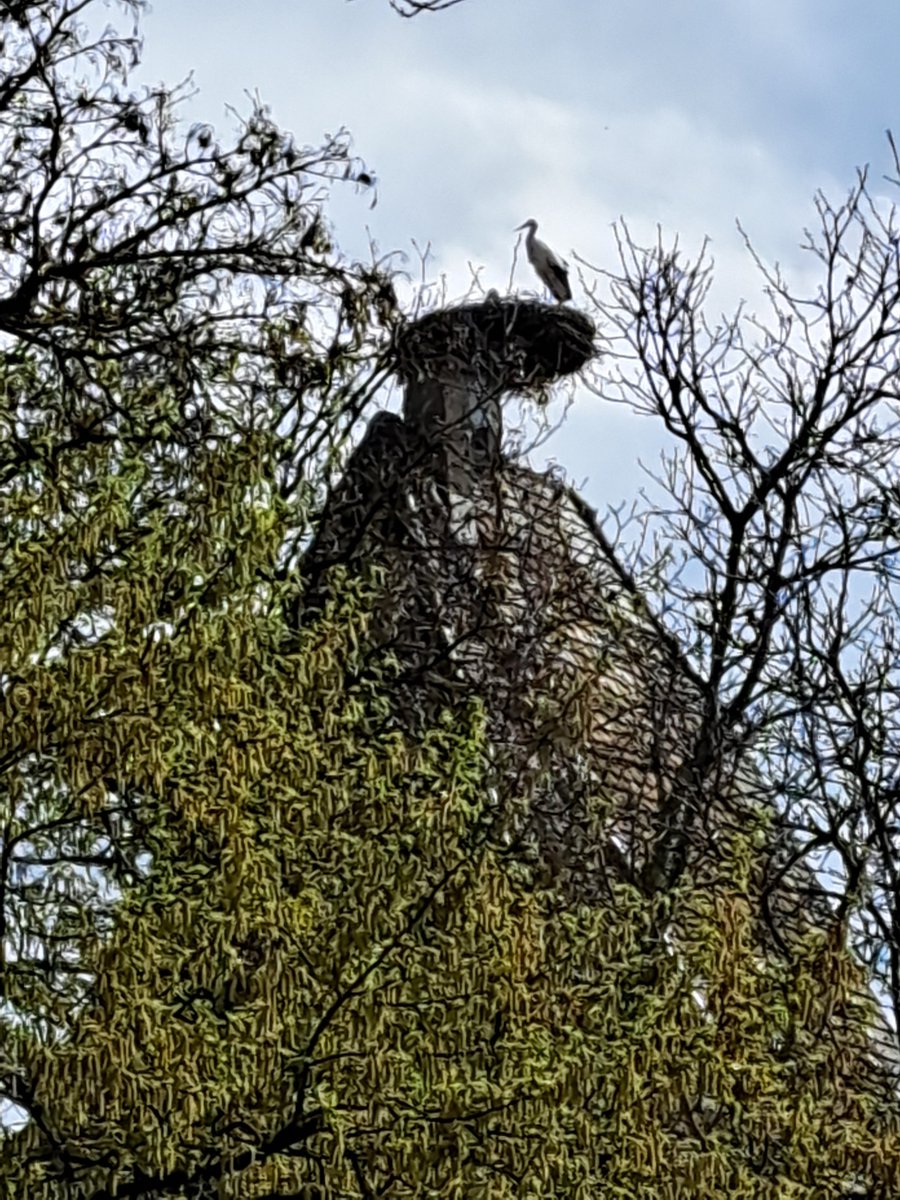omihilde's tweet photo. Wir haben die Störche in der Nachbargemeinde besichtigt 🧐 https://t.co/5vAWPmPzCn