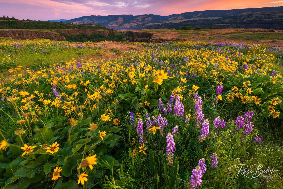 RussBishopPhoto's tweet photo. Wildflowers at Tom McCall Preserve, Columbia River Gorge National Scenic Area, Oregon | ©Russ Bishop 

"Try to go out empty and let your images fill you up."  ~ Jay Maisel 

#Oregon #landscapephotography #pnw #spring https://t.co/FaOs3DOXN9
