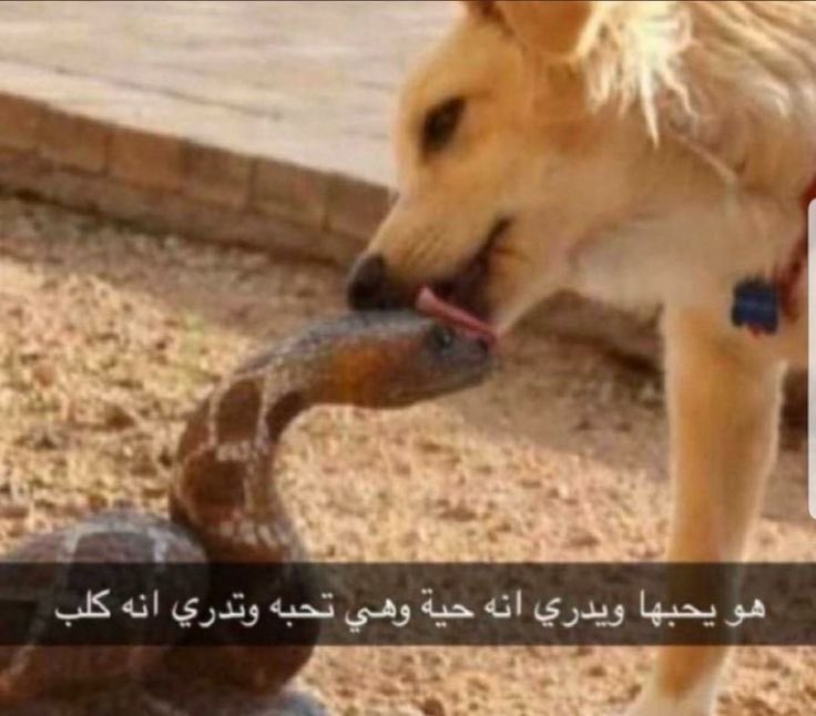 يولي tweet media