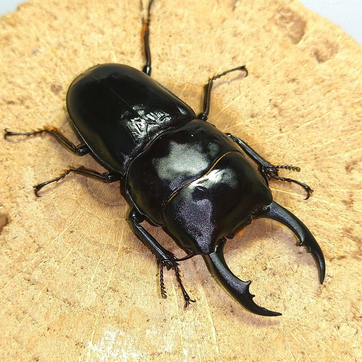 もとお tweet media