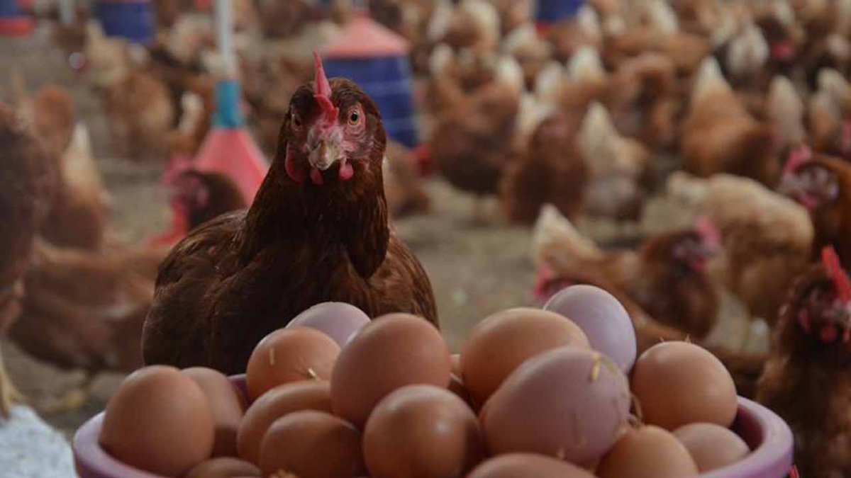 Tarımdan Haber tweet media