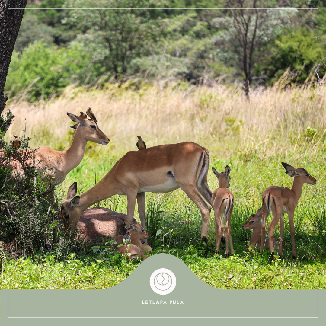 GamePula's tweet photo. Ranger’s Report from Letlapa Pula Game Farm

As autumn settles in, impalas gather beneath Buffalo Thorn trees, patiently feeding on fallen berries 🍂

A quiet moment… a vital source of life… and a hidden cycle shaping the bushveld 🌱

No crowds. No noise. Just you and the wild. https://t.co/UJqgnw4XM0