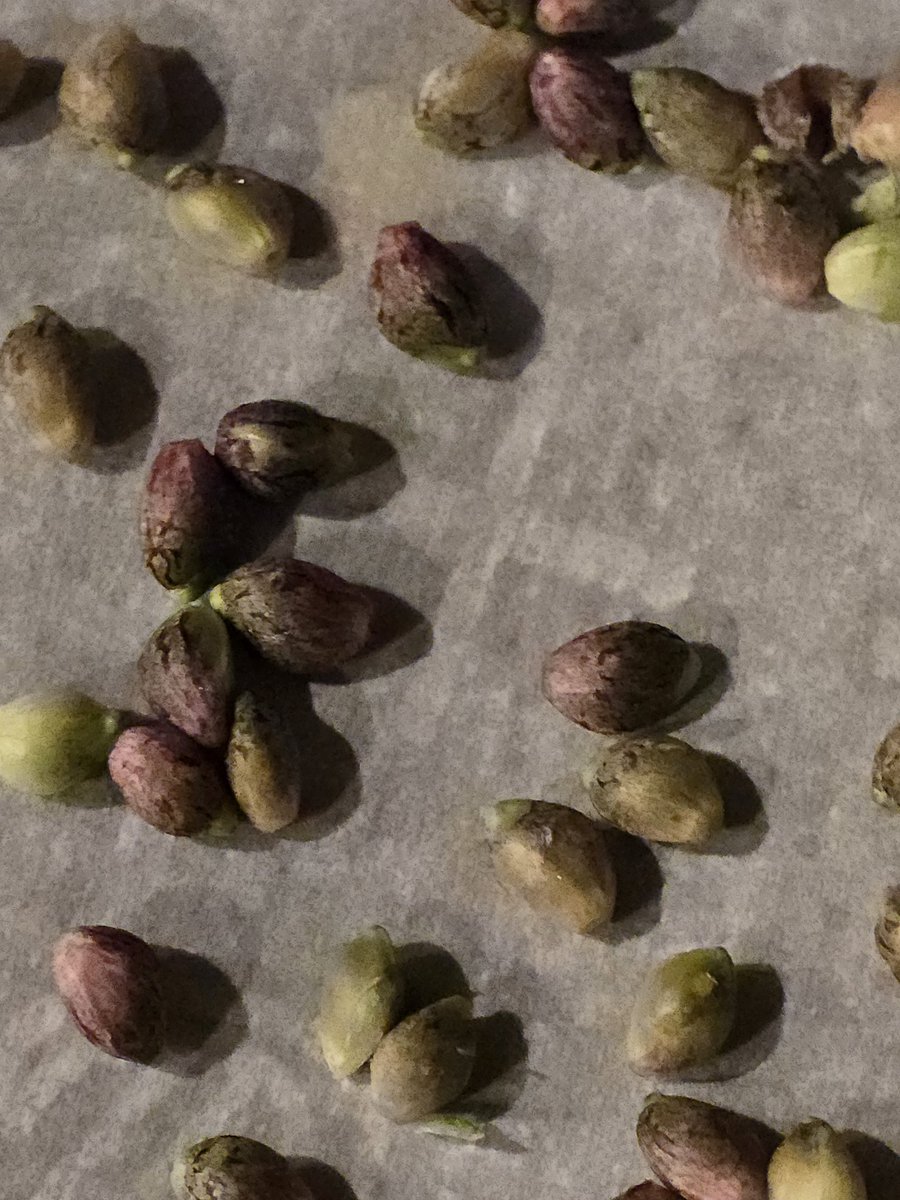 DFI Genetics tweet media